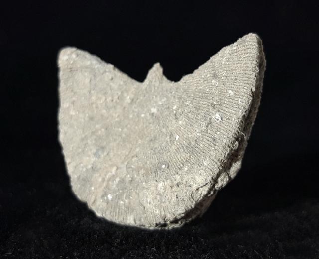 Diploctenium subcirulare MILNE-EDWARDS & HAIME 1848 - Bild © FossNet FossilienStore